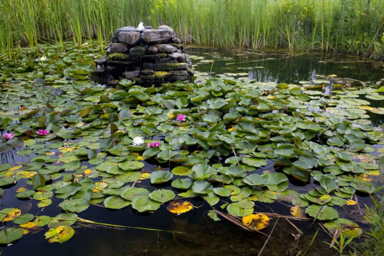 Lily pond at La Tourelle Upstate New York spa resort